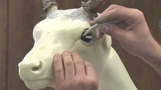 Installing a Deer Taxidermy Eye [upl. by Assenev201]