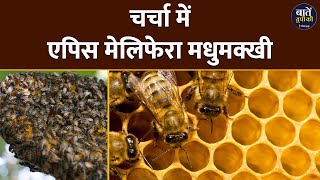 UP में चर्चा में क्यों है European honey bee Apis Mellifera  एपिस मेलिफेरा मधुमक्खी [upl. by Sil]