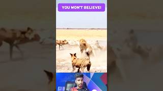 Lion Begging for Life Wild Dogs Bite Lions Leg Tightly  Wild Animal Attack [upl. by Ennovy]