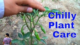 मिर्च के फूलो को गिरने से कैसे रोकेHow to Care Chilly Plant in May  11th May 2017 Mammal Bonsai [upl. by Sherrie123]