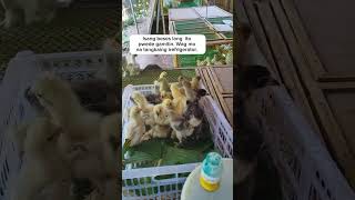 Fowl pox vaccination vaccine viral chicken brooding birds shorts agriculture farming music [upl. by Felipe]