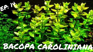 BEGINNER PLANT Bacopa Caroliniana [upl. by Moriah]