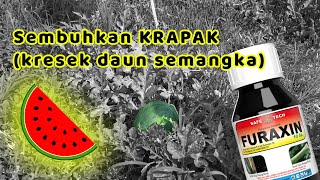 Hasil Aplikasi produk FURAXIN untuk tanaman semangka masih bisa berbuah [upl. by Niarfe]