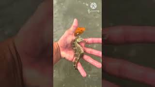 Female seahorse transferring her eggs to the male seahorses beauty nature aqualush [upl. by Truscott660]