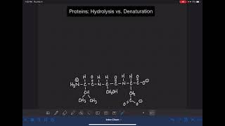 73 Protein hydrolysis and denaturation [upl. by Afnin]