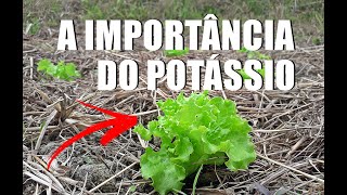 A IMPORTÂNCIA DO POTÁSSIO PARA AS PLANTAS [upl. by Nilreb]