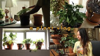 I left my plants alone for two weeks [upl. by Adnorrahs625]