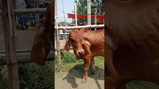 Cow unloading Big size Cow Cow video Part 4 shorts [upl. by Leis]