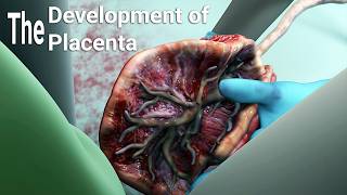 PlacentaStructure Functions And Types Of Placenta bsc 3rd yeardevelopmentalbiology [upl. by Eittam]