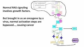 3202 The RAS Oncogene its Normal Mitogenic Effects and Cancer [upl. by Ramled]