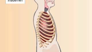 Biologie voor Jou  Buikademhaling [upl. by Arihsat]