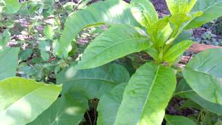 Pokeweed identification  poisonous plant [upl. by Tehcac]