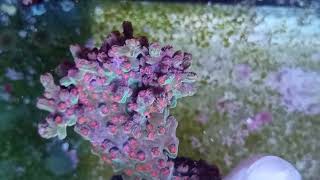 Cyphastrea decadia coral gandalf [upl. by Sherourd]