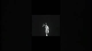 Jim Morrison dancing to The End thedoors jimmorrison theend [upl. by Ahsiekin300]