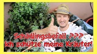 Kräuter vor Zikaden amp Schädlingen schützen ★ ☆ Balkon Garten Tipp [upl. by Vassili]