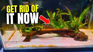 How to Eliminate Brown Algae for Good [upl. by Gewirtz472]