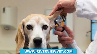 Riverview Veterinary Hospital GA 30339 [upl. by Kire]