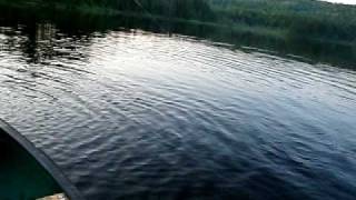 NH wild brook trout pond hexagenia mayfly hatch [upl. by Anilac899]