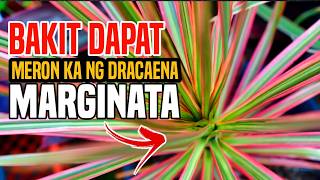 BAKIT DAPAT ILAGAY SA MAY PINTUAN ANG HALAMANG DRACAENA MARGINATA O DRAGON TREE [upl. by Aicats]