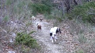 chasse du lièvre aux chiens courants [upl. by Lidah]