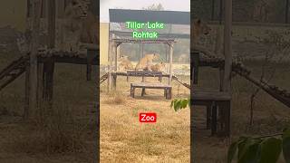 Rohtak Zoo  Tilyar Lake in Rohtak  Boating 🛶  Best Picnic Place for Family [upl. by Ardnoet]