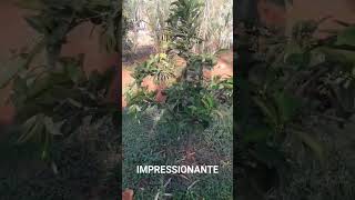 Impressionante roça vidanaroça rotinadeumamulherdocampo farturanaroça plantas diaadiadamul [upl. by Aken560]