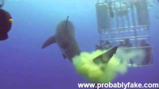 Great White Shark Poops [upl. by Hsara]