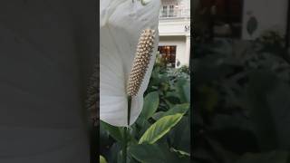 Gaylord Resort peace lilies all around in the Garden Area [upl. by Zusman25]