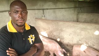 Common Reasons Why People Fail In Piggery Business [upl. by Arykat]