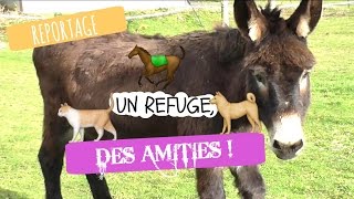 Un refuge des amitiés [upl. by Wes]