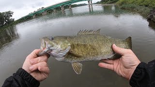 MAUMEE RIVER MULTI SPECIES SUMMER WALLEYE [upl. by Lynnet]