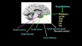 Excitotoxins Neurotoxins amp Human Neurological Disease Lecture  Dr Russell Blaylock [upl. by Etezzil727]