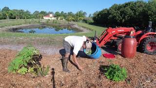 making fertilizer out of Mexican Sunflower Tithonia diversifolia [upl. by Allemaj]