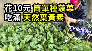 花10元簡單種菠菜方法，吃到滿滿天然葉黃素，CP值爆表蔬菜輕鬆種  阿星種植 [upl. by Konrad684]