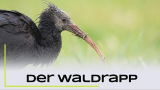 Der Waldrapp  Zwischenstopp in Hessen [upl. by Sahpec]