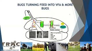 Acidosis in beef cattle on pasture [upl. by Roanne]