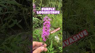 Another Invasive Wildflower  Purple Loosestrife shorts [upl. by Nnahgaem491]