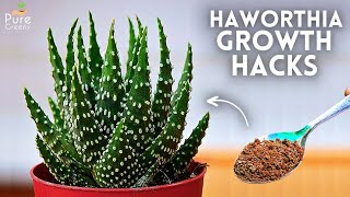 7GROWTH HACKS Haworthia Plant Care amp Propagation 100 SUCCESS [upl. by Zurek]