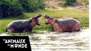 Lhippopotame  champions de la nature [upl. by Roose701]