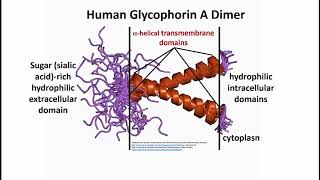 2902 Red Blood Cell Erythrocyte Membrane Protein Functions [upl. by Tenney]