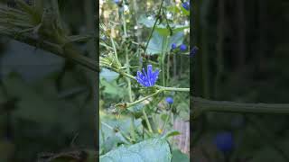 Cichorium intybus  Chicory  Off Grid Gardening [upl. by Oilicec170]