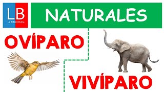 Animales OVÍPAROS y VIVÍPAROS para niños ✔👩‍🏫 PRIMARIA [upl. by Johanan]