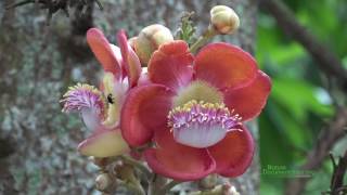 Cannonball Tree  Couroupita guianensis Lecythidaceae  Singapore Botanical Gardens [upl. by Ytsenoh]