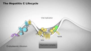 The Hepatitis C Lifecycle [upl. by Atinas]