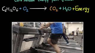 Aerobic amp anaerobic respiration  Life processes  Biology  Khan Academy [upl. by Tove620]