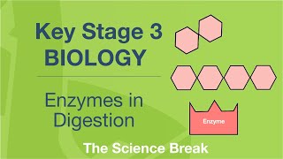 Key Stage 3 Science Biology  Enzymes in Digestion [upl. by Notecnirp]