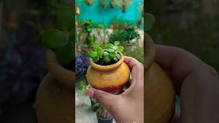 jade plant propagation in small pot gardening lucky plant gardningtips [upl. by Edra]