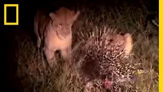 Porcupine vs Lion  National Geographic [upl. by Gerlac458]