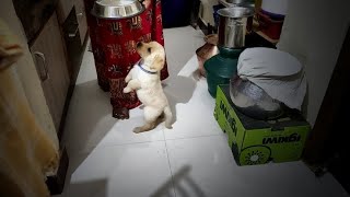 Labrador puppy starts barking for food  Little John I [upl. by Aikenahs490]