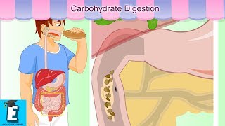 Carbohydrate digestion Learn for Children and Kids  EDUKID Learning [upl. by Norvell818]